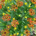 Helenium 'UFO Betty' - 