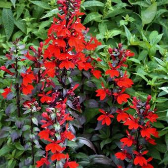 Lobelia x speciosa 'FAN Scharlach'