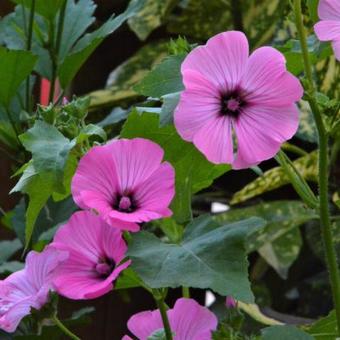 Lavatera trimestris