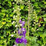 Delphinium 'MAGIC FOUNTAIN Blue' - 