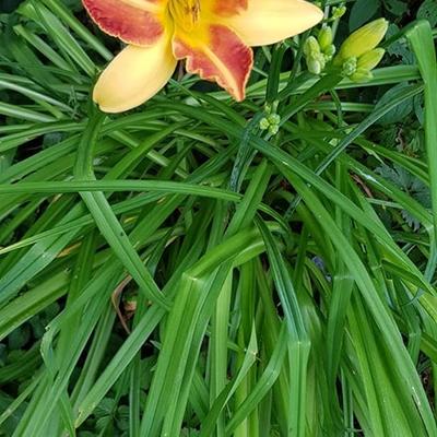 Hemerocallis 'Frans Hals' - Hemerocallis 'Frans Hals'