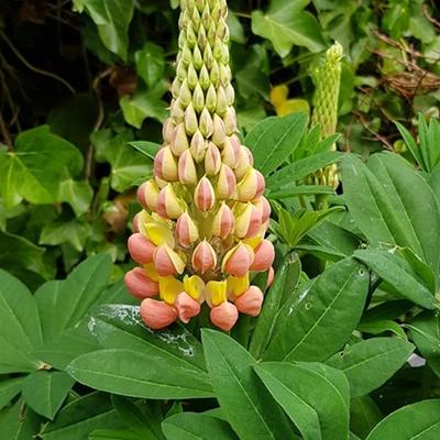 Lupinus - 