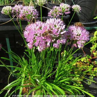 Allium senescens subsp. montanum 'Summer Beauty'