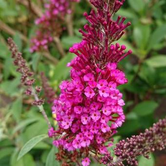 Buddleja BUZZ 'Hot Raspberry'