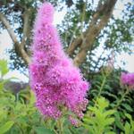 Spiraea douglasii - Douglas-Spierstrauch