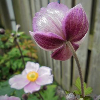 Anemone hupehensis var. japonica