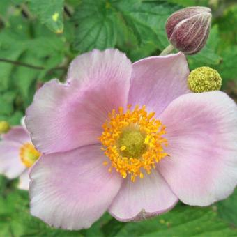 Anemone hupehensis var. japonica