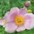 Anemone hupehensis var. japonica