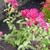 Achillea millefolium 'Red Velvet'