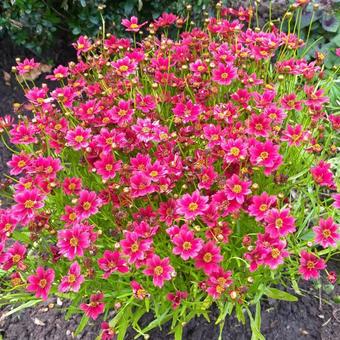 Coreopsis rosea 'TWINKLEBELLS Red'