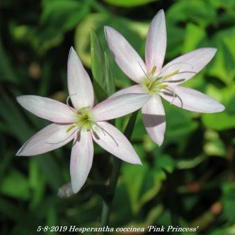 Hesperantha coccinea 'Pink Princess'