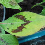 Persicaria virginiana 'Lance Corporal' - 