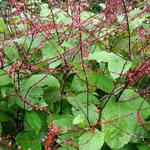 Persicaria virginiana 'Lance Corporal' - 