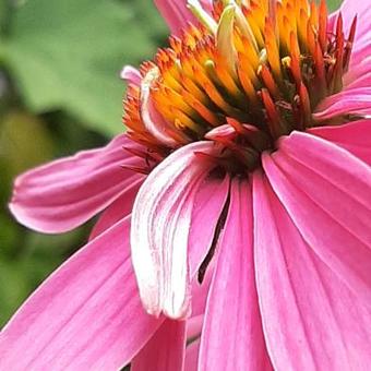 Echinacea purpurea 'Double Decker'