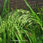 Panicum miliaceum  - Rispenhirse