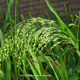 Panicum miliaceum