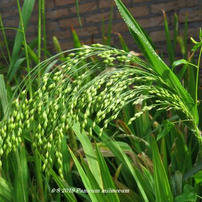 Panicum miliaceum  - 