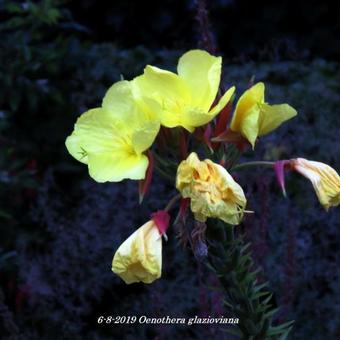 Oenothera glazioviana