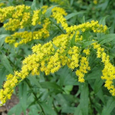 Solidago - 