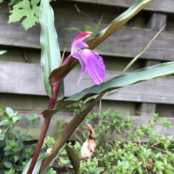 Roscoea purpurea 'Spice Island'