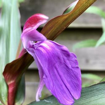 Roscoea purpurea 'Spice Island'