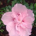 Hibiscus syriacus 'Pink CHIFFON' - Hibiscus syriacus 'Pink CHIFFON'