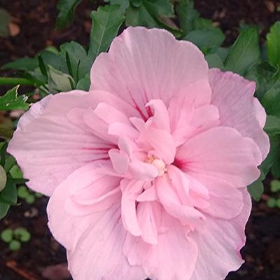 Hibiscus syriacus 'Pink CHIFFON' - Hibiscus syriacus 'Pink CHIFFON'