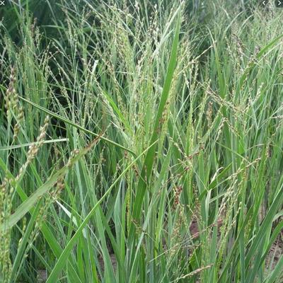 Panicum virgatum 'Warrior'