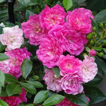 Rosa 'Lovely Fairy'