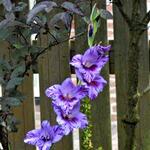 Gladiolus grandiflorus  'Passos' - Gladiolus grandiflorus 'Passos'