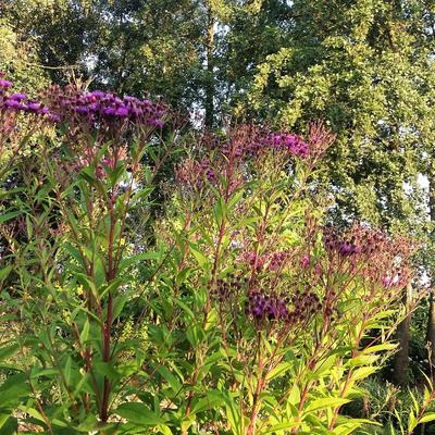 Vernonia crinita 'Mammuth' - Vernonia crinita 'Mammuth'