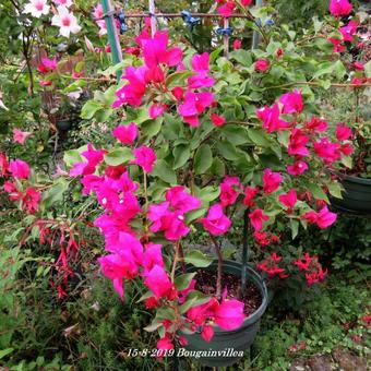 Bougainvillea