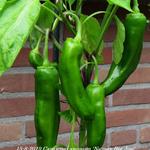 Capsicum annuum  'Numex Big Jim' - 