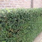 Lonicera nitida 'Tidy Tips' - 