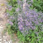 Eryngium alpinum 'Superbum' - 