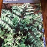 Athyrium niponicum 'Ursula's Red' - 