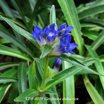 Gentiana dahurica