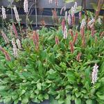 Persicaria vacciniifolia - 