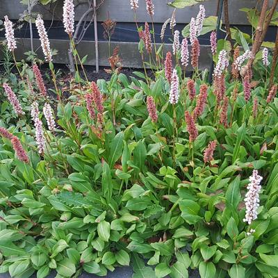 Persicaria vacciniifolia - 