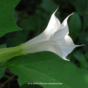 Datura stramonium