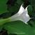 Datura stramonium