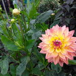 Dahlia 'Melody Dara' - 