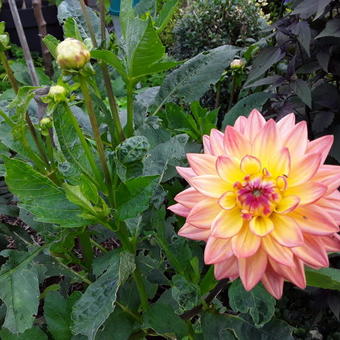 Dahlia 'Melody Dara'