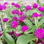 Gomphrena globosa - 