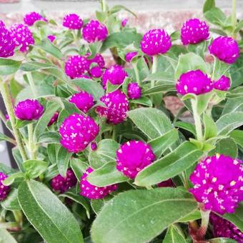 Gomphrena globosa