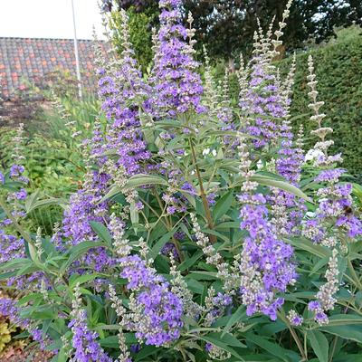 Vitex agnus-castus f. latifolia