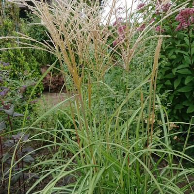 Miscanthus sinensis 'Herman Mussel'