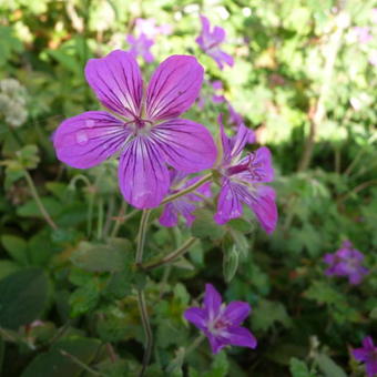 Geranium wlassovianum 'Lakwijk Star'