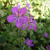 Geranium wlassovianum 'Lakwijk Star'