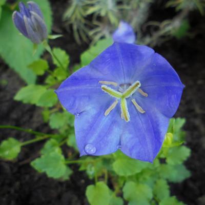 Campanula carpatica 'Blaue Clips' - Campanula carpatica 'Blaue Clips'